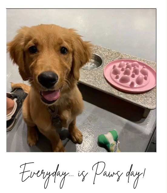 The Polaroid Collection